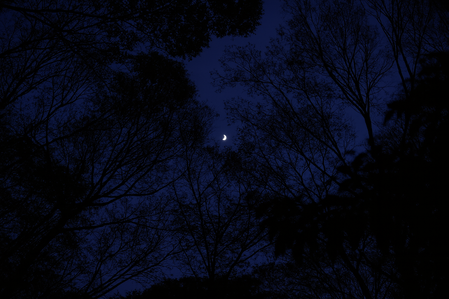 夜の森 ― 湿りと静けさの世界 ―|せいかつ生き物図鑑 | せいかつ生き物図鑑