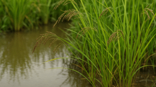 イネの茎の構造|節・中空・倒伏のしくみ | せいかつ生き物図鑑
