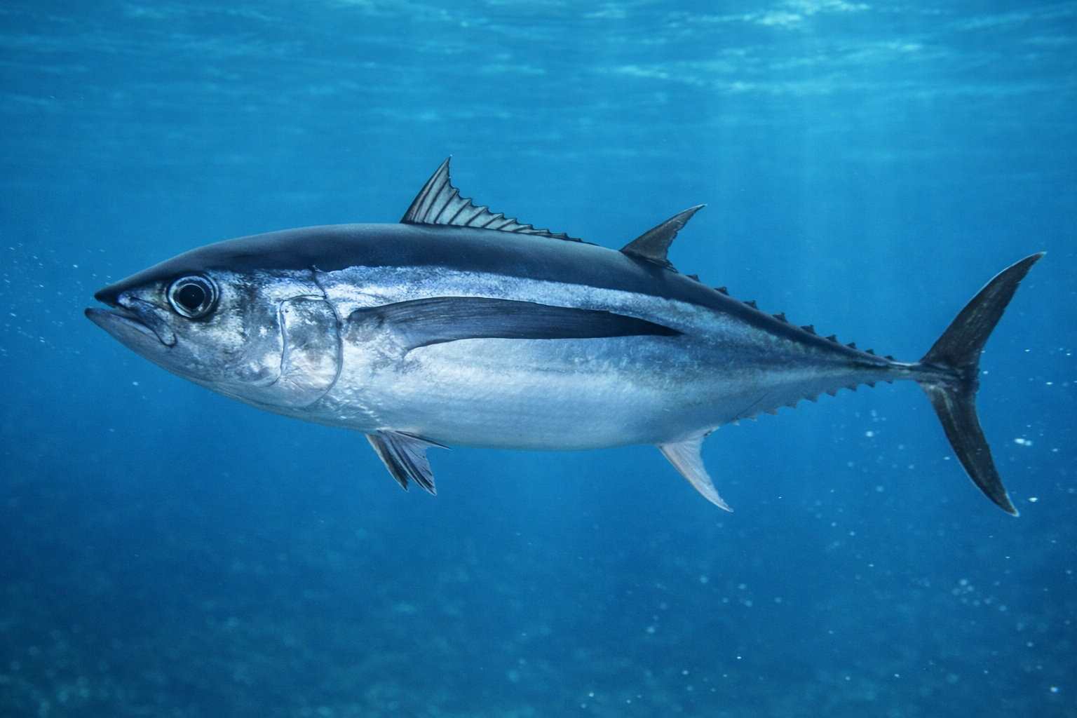 海中を泳ぐビンナガマグロの姿（特徴的な長い胸びれを持つ外洋の回遊魚）
