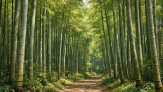 タケの形態としくみ|節・地下茎・成長速度から見る竹の構造【せいかつ生き物図鑑】 | せいかつ生き物図鑑