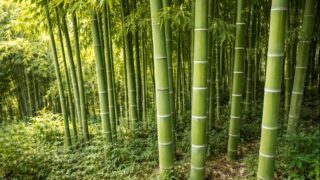 タケの形態としくみ|節・地下茎・成長速度から見る竹の構造【せいかつ生き物図鑑】 | せいかつ生き物図鑑