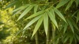 竹の種類を特性で分類|太い竹・細い竹・観賞用の違い【せいかつ生き物図鑑】 | せいかつ生き物図鑑