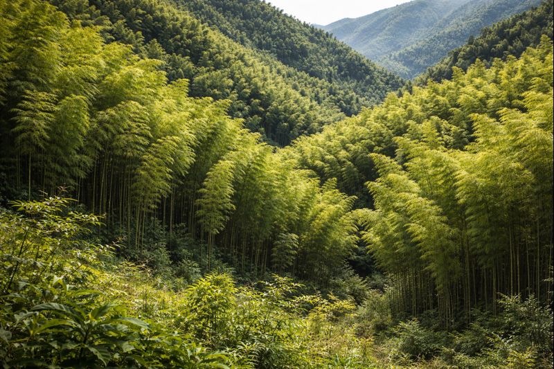 タケの環境と分布|世界と日本に広がる竹の生育条件【せいかつ生き物図鑑】 | せいかつ生き物図鑑