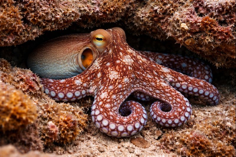 🐙 タコ12:ワモンダコ ― サンゴ礁を生きる大型のタコ ― | せいかつ生き物図鑑