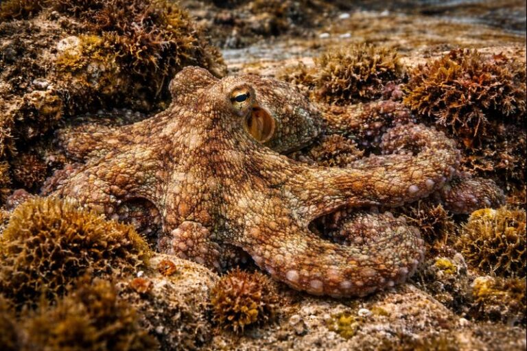 タコの知能と行動|学習・記憶・遊びに見る賢さ【せいかつ生き物図鑑】 | せいかつ生き物図鑑