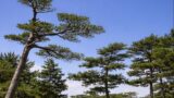マツの環境と分布|海岸・山地・寒冷地に生きる理由【せいかつ生き物図鑑】 | せいかつ生き物図鑑