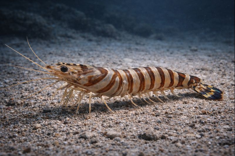 クルマエビ(海老)とは|生態・特徴・日本文化との関係【せいかつ生き物図鑑】 | せいかつ生き物図鑑