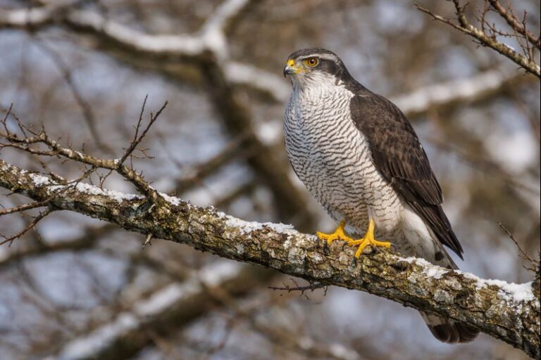 タカの分類と系統｜タカ科とハヤブサ科の違いをわかりやすく解説【せいかつ生き物図鑑】 | せいかつ生き物図鑑
