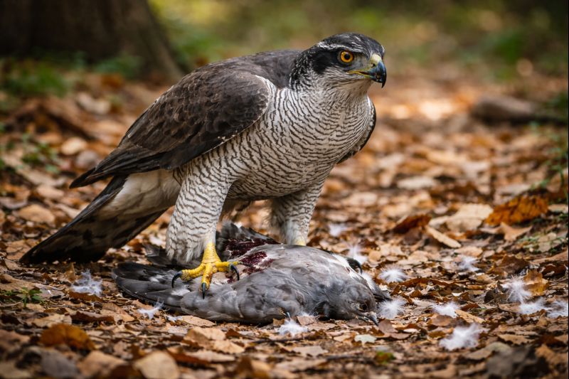 タカの狩りの戦略｜待ち・追い・急襲で獲物を仕留める理由【せいかつ生き物図鑑】 | せいかつ生き物図鑑