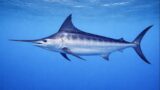 カジキの分類と系統|メカジキ科とマカジキ科の違いを解説【せいかつ生き物図鑑】 | せいかつ生き物図鑑