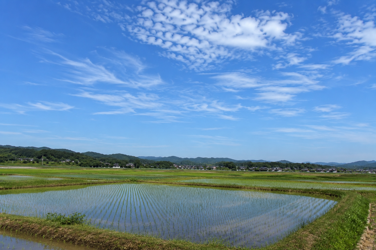 水を張った田んぼが広がる日本の農村風景。青空と雲の下に田植え後の水田が並ぶ初夏の景色。