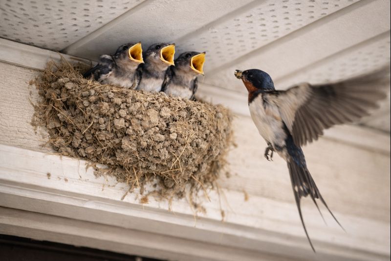 巣の中で親鳥から餌をもらう3羽のツバメの雛。口を大きく開けて給餌を待っている様子。