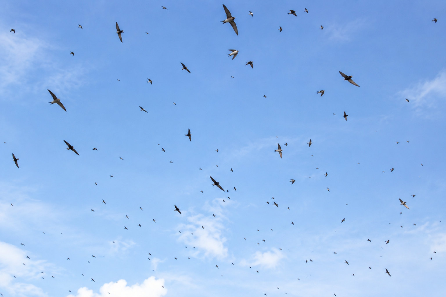 青空に不規則に舞う多数のツバメ。渡り前や採食中に群れとなって飛び交う様子を表したイメージ。