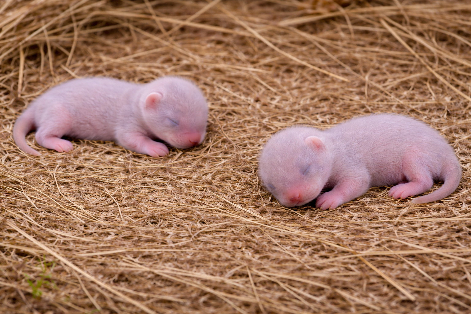 乾燥した草の上で眠るイタチの赤ちゃん2匹。目の閉じた幼獣が地面に横たわる様子。