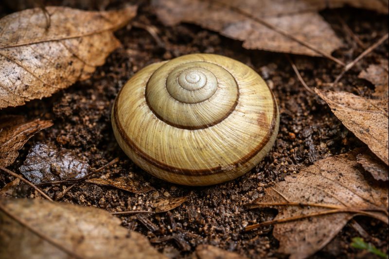 カタツムリの殻の成長|巻き・修復・カルシウムの役割【せいかつ生き物図鑑】 | せいかつ生き物図鑑