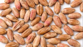ペニシリウム属とは|青カビの特徴と薬・食品との関係【せいかつ生き物図鑑】 | せいかつ生き物図鑑