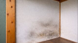 ペニシリウム属とは|青カビの特徴と薬・食品との関係【せいかつ生き物図鑑】 | せいかつ生き物図鑑