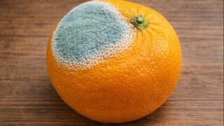 ペニシリウム属とは|青カビの特徴と薬・食品との関係【せいかつ生き物図鑑】 | せいかつ生き物図鑑