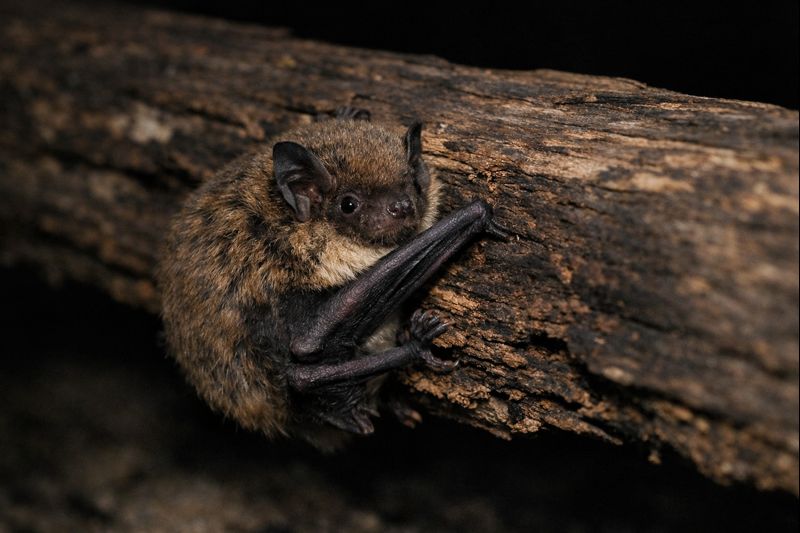 昆虫食コウモリとは|夜空で狩る翼手目の基本的な生き方【せいかつ生き物図鑑】 | せいかつ生き物図鑑