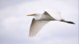 チュウサギとは|標準的な白サギの特徴・生態・見分け方【せいかつ生き物図鑑】 | せいかつ生き物図鑑