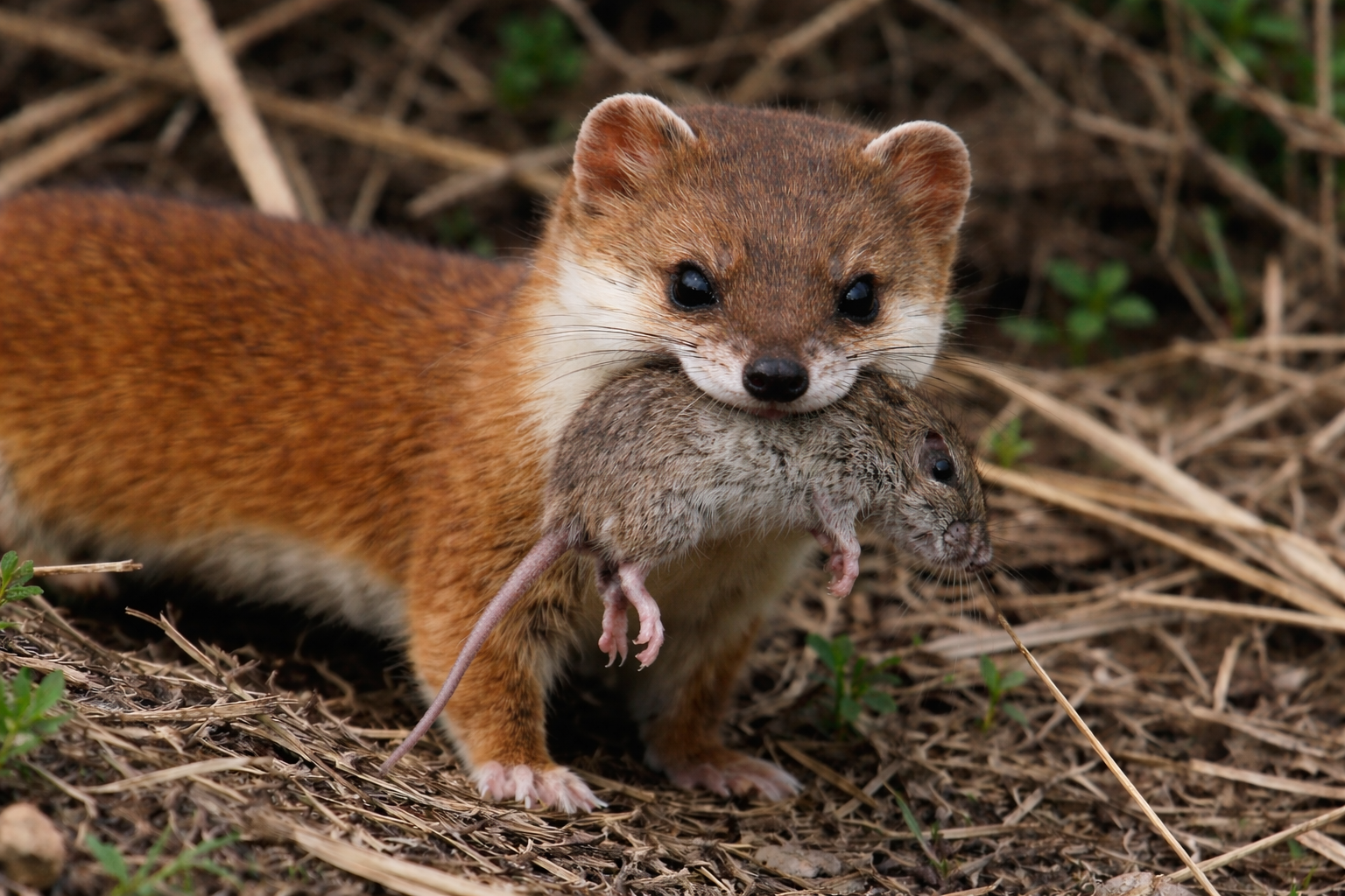 ネズミを捕らえたニホンイタチ（Mustela itatsi）の捕食行動