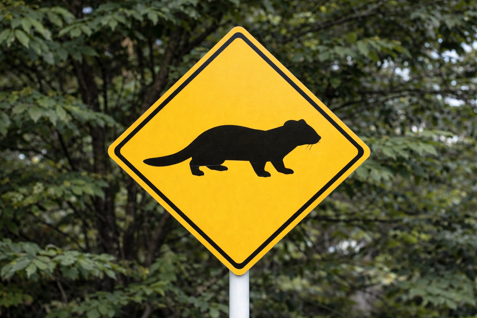イタチのシルエットが描かれた黄色のひし形道路標識。森林の中に立つ動物横断注意サイン。
