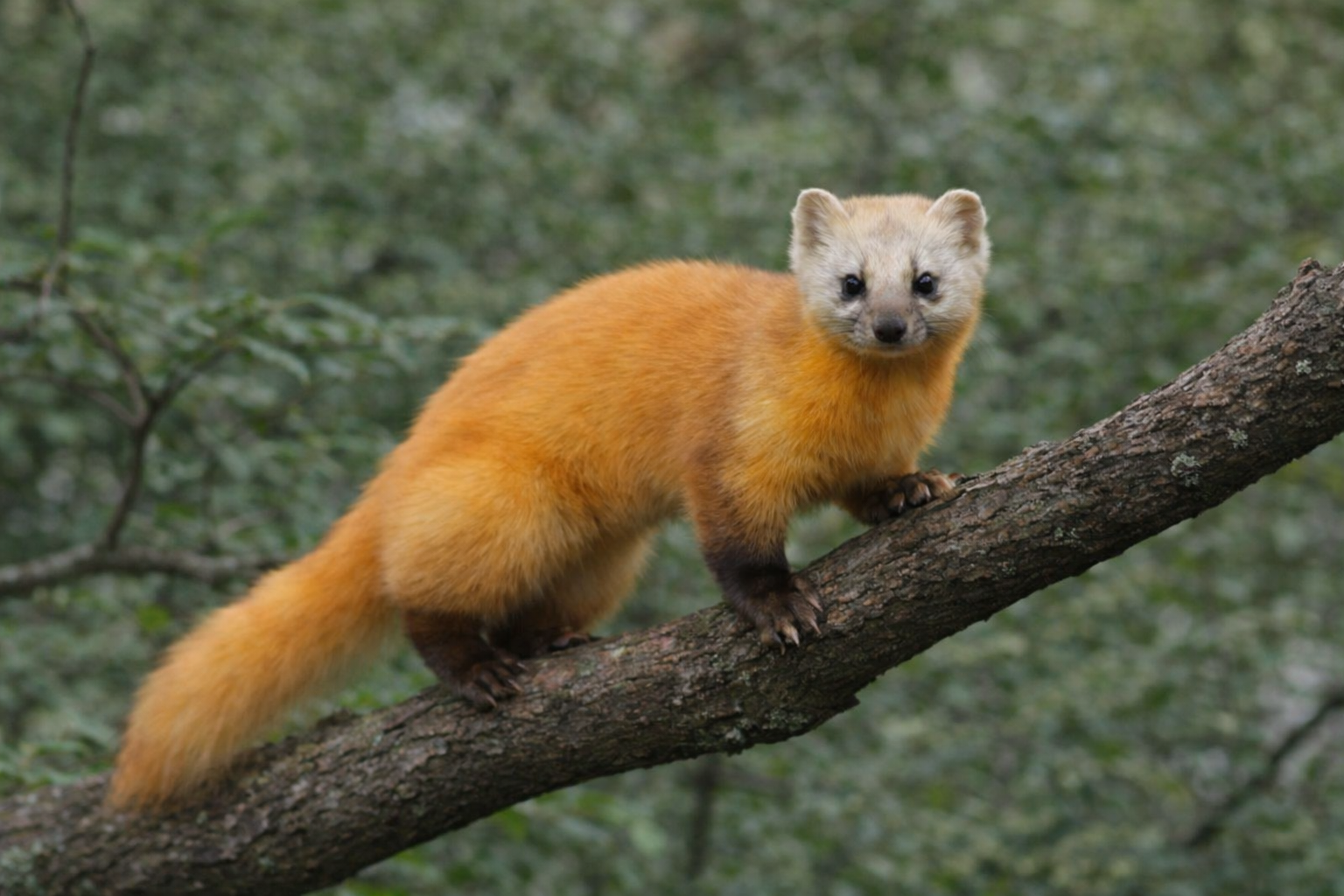 木の枝に登るテン（ホンドテン）。森林で樹上生活を行う日本在来のイタチ科動物。