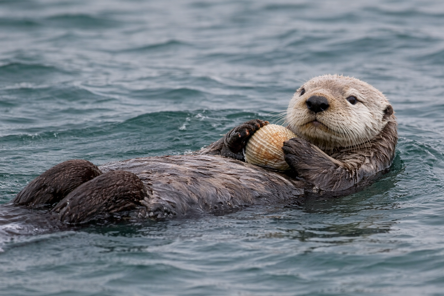 貝を持って海面に仰向けで浮かぶラッコ（Enhydra lutris）。石や貝を使って餌を食べる行動で知られる海獣。