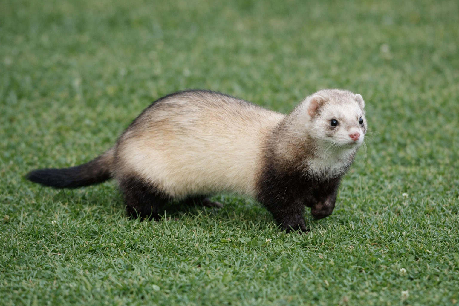 芝生の上を歩くフェレット（Mustela putorius furo）。人と暮らす家畜化されたイタチ科。
