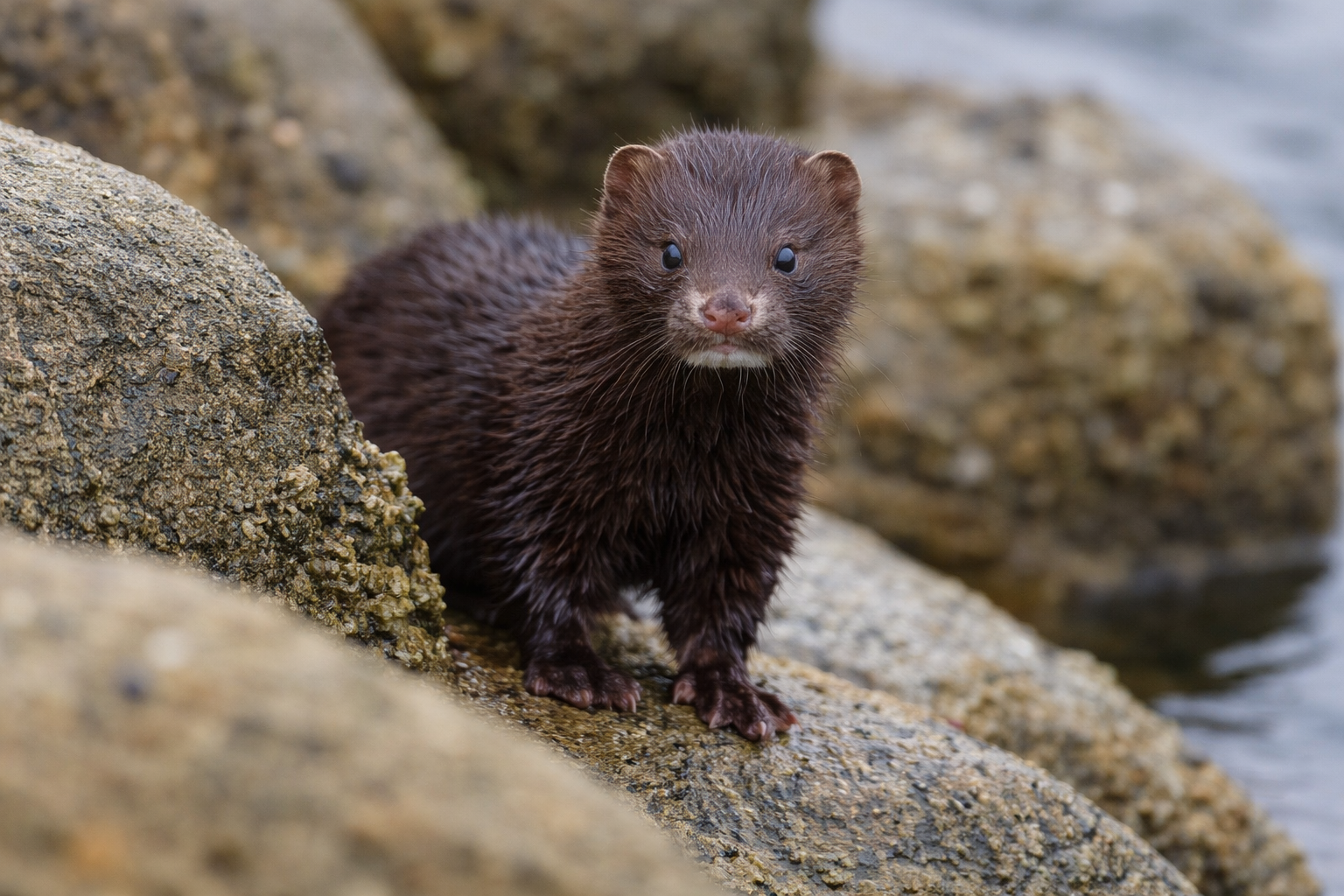 岩場に立つアメリカミンク 岩場からこちらを見るアメリカミンク(Neovison vison)。野生化した個体。
