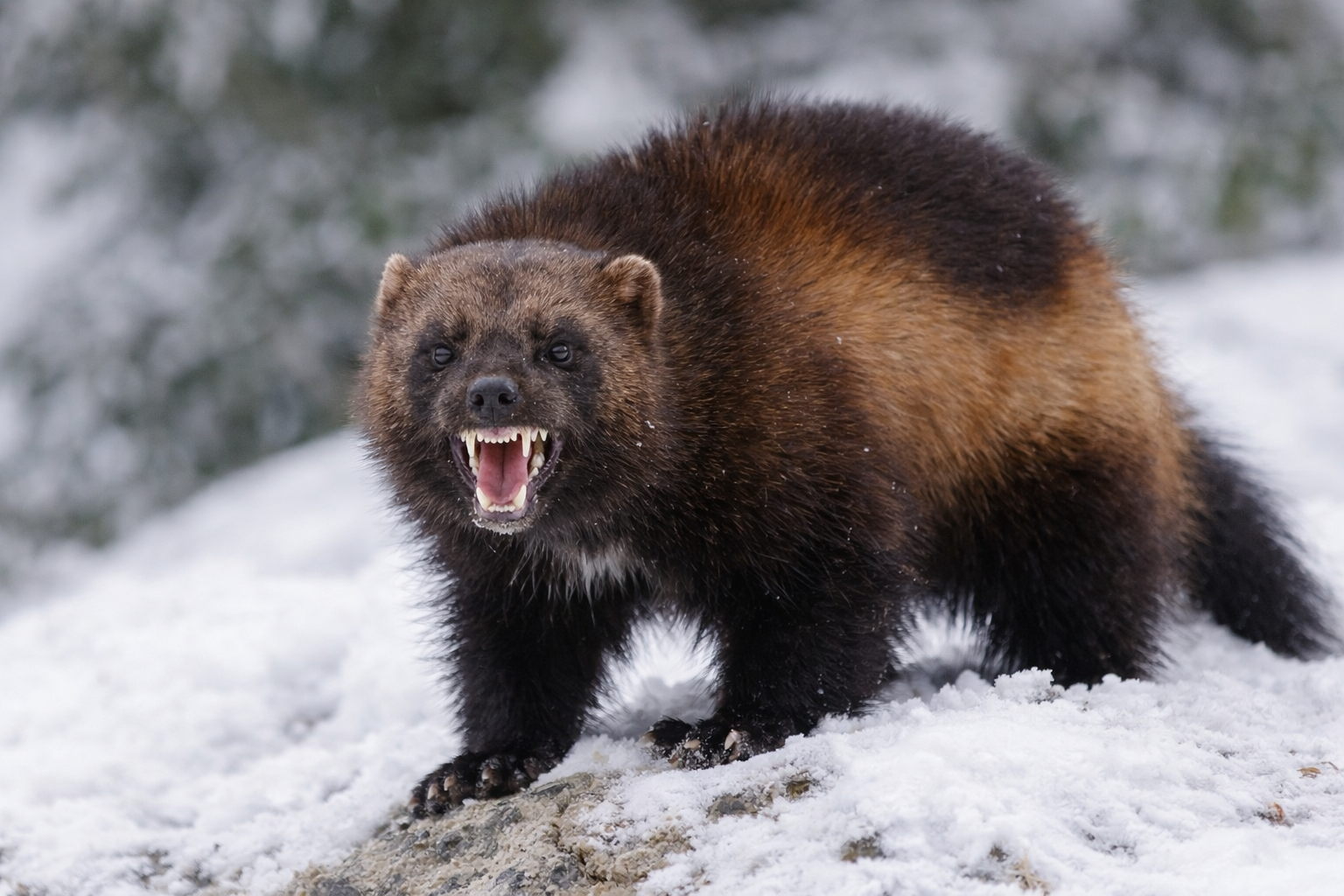雪原のクズリ 雪原で牙を見せる野生のクズリ(Gulo gulo)。大型のイタチ科捕食者。