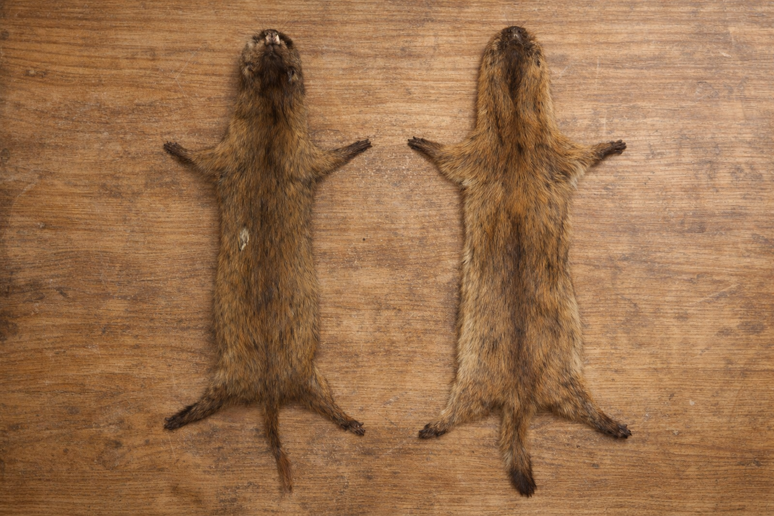 使い古された木のテーブルの上に横向きに広げられたイタチの毛皮と個体を上から撮影した記録写真。