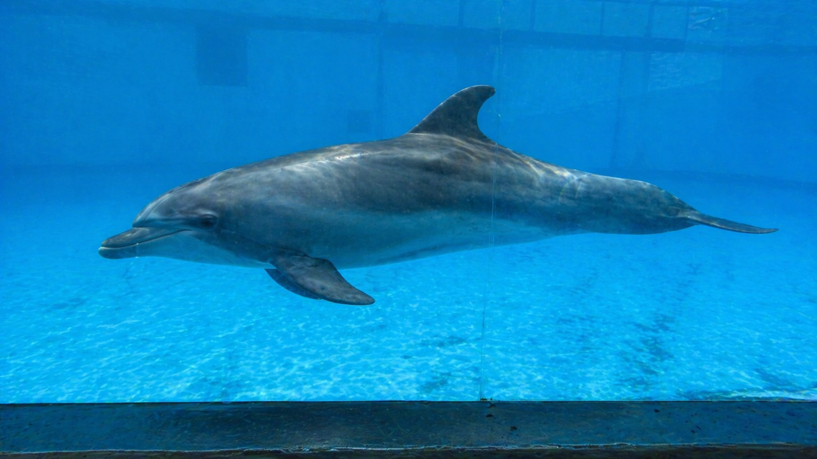 水族館のプール内を1匹のバンドウイルカが泳ぐ様子をガラス越しに横長構図で撮影した写真。青い水中で滑らかな体と背びれがはっきり見える。