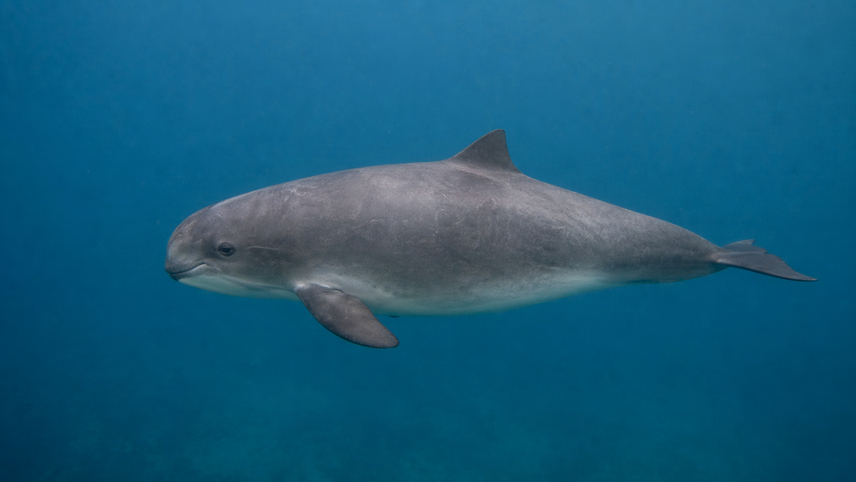海中を1匹のネズミイルカがゆったりと泳ぐ様子を横長構図で撮影した写真。丸い顔と短い口、小さな三角形の背びれを持ち、背中から腹にかけてなだらかな灰色のグラデーションが見える。