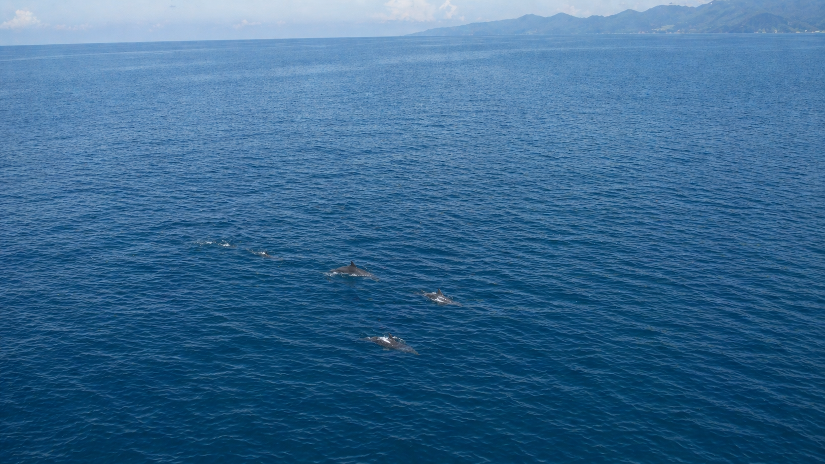 海上から見た青い海の中を、数頭のイルカが離れた位置で泳ぐ様子を横長構図で撮影した写真。水面越しに背びれや体の一部が確認でき、群れが広がって移動している様子が分かる。