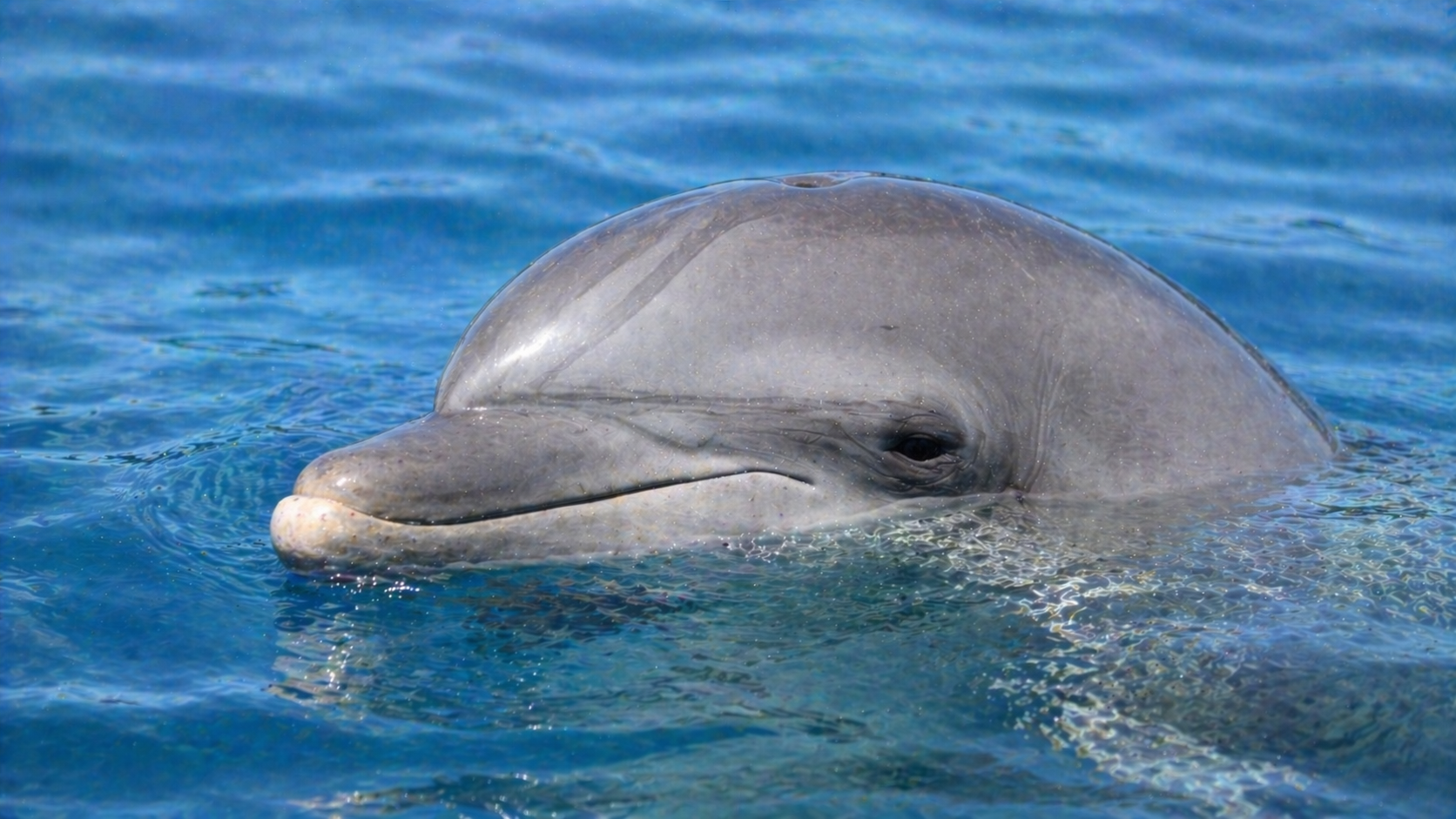 海中から水面に顔をのぞかせたバンドウイルカの頭部を横から捉えた横長写真。丸みのある額と短いくちばし、滑らかな灰色の皮膚が水面の波紋とともに見える。