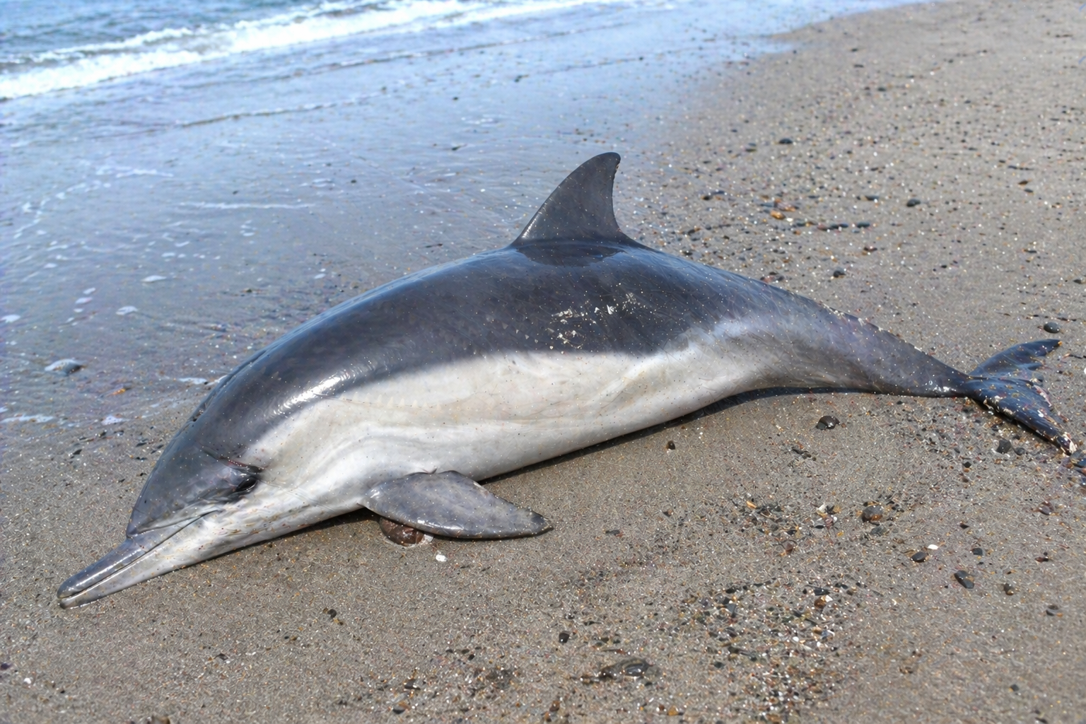 砂浜に打ち上げられたカマイルカの死体を横長構図で撮影した写真。灰色の体が湿った砂の上に横たわり、背びれや細長いくちばしがはっきり確認できる。背景には波打ち際が広がる。