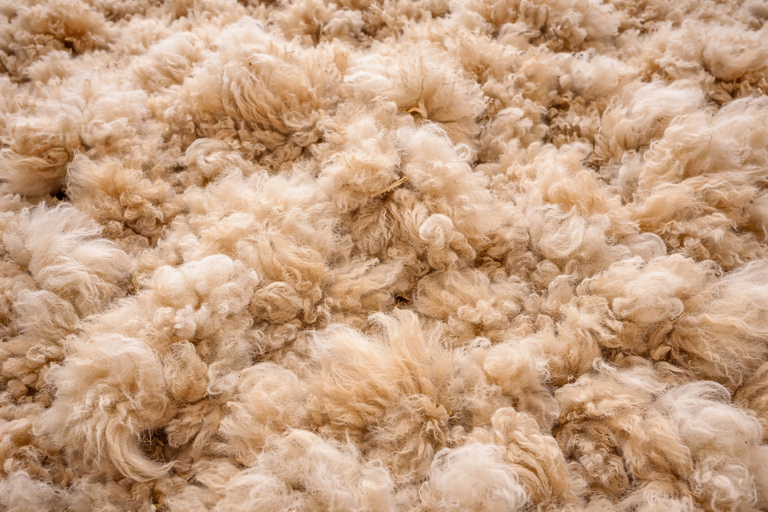 刈り取ったばかりの羊毛が画面いっぱいに広がる様子を横長構図で撮影した写真。油分を含んだクリーム色の毛束が絡み合い、刈りたて特有の質感が見える。