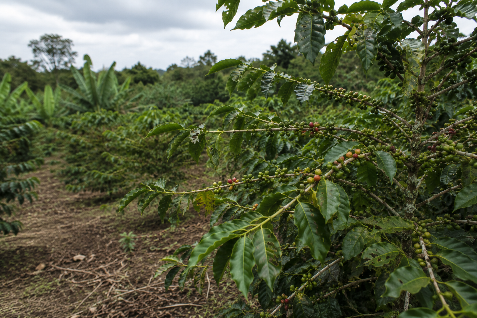 低地の農園で栽培されるロブスタ種（Coffea canephora）のコーヒーノキ。濃い緑色の葉と熟したコーヒーチェリーが実り、高温多湿の環境に適応した特徴を示している。