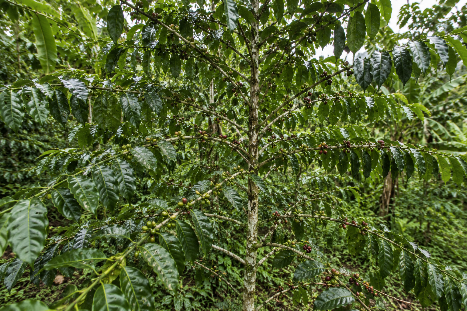 リベリカ種（Coffea liberica）のコーヒーノキ。大きな葉を広げた樹木の枝に、小さな緑色から赤紫色へ熟す果実がまとまって実る様子。