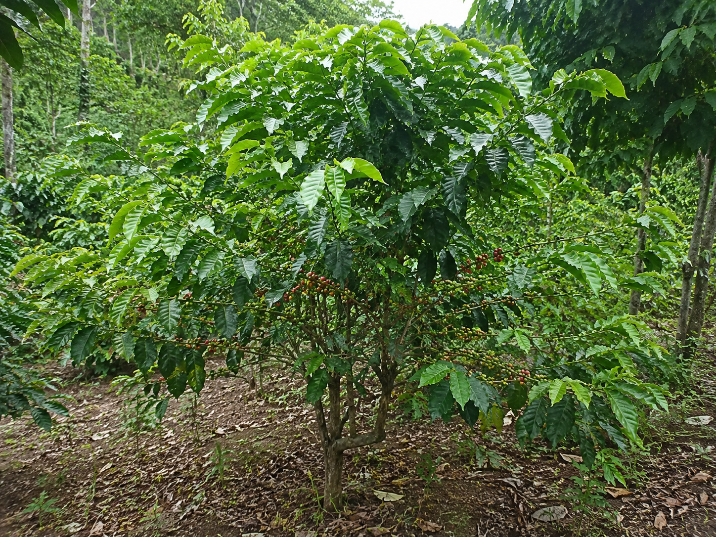 熱帯地域の農園で育つコーヒーノキ。光沢のある濃緑色の葉を広げ、枝には熟した赤色と未熟な緑色のコーヒーチェリーが実っている。