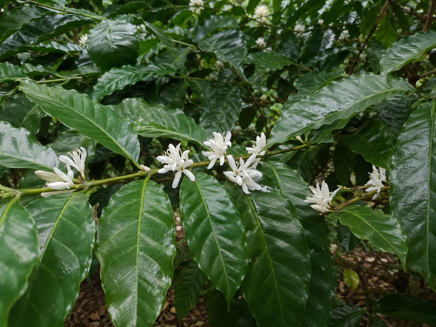 コーヒーノキ（コフィア属）の枝。光沢のある濃緑色の葉の間に、白い花が葉腋にまとまって咲いている。