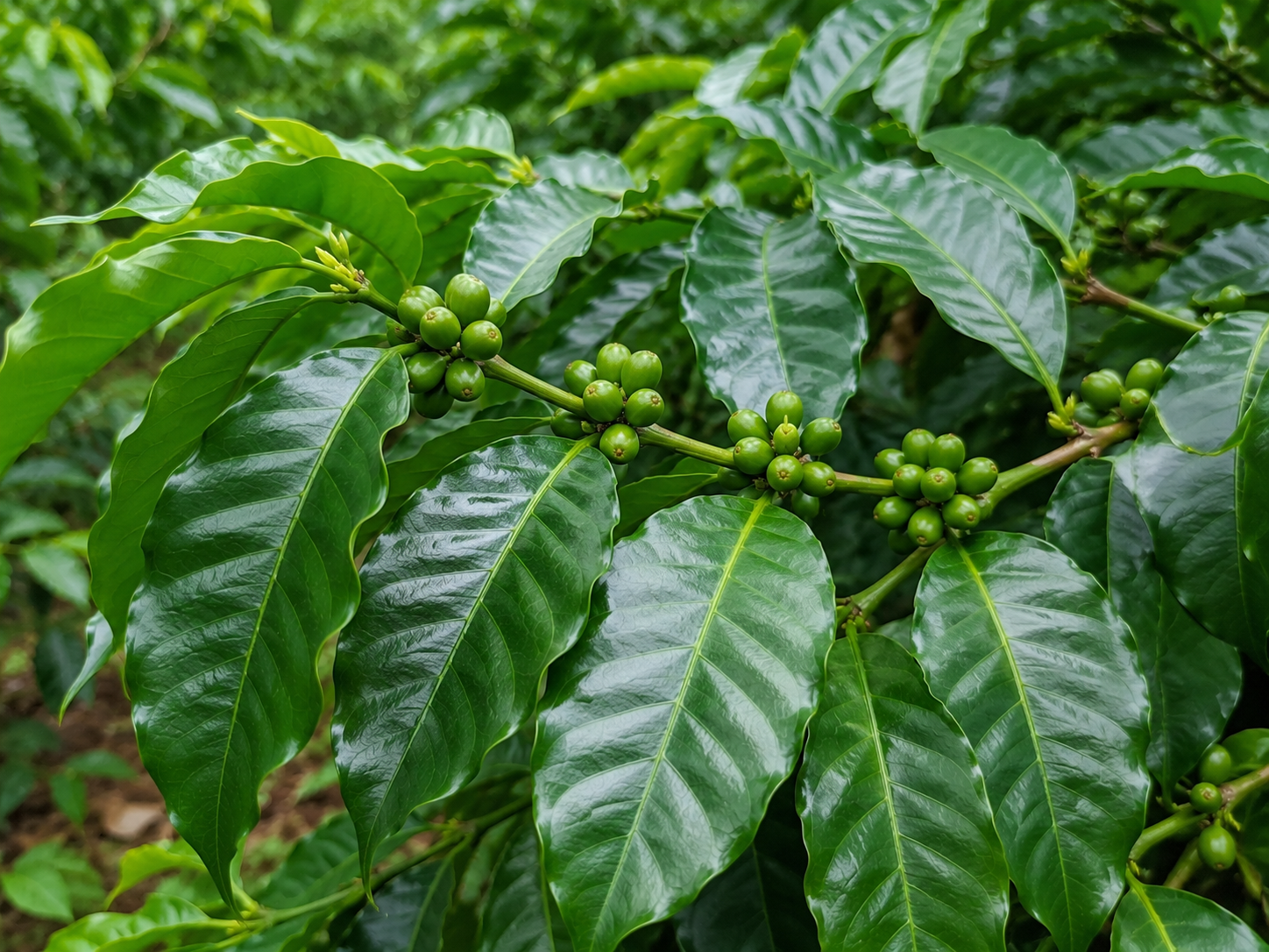コーヒーノキの枝。光沢のある濃緑色の葉と、将来コーヒーチェリーとなる未熟な緑色の果実が葉腋にまとまって付いている。