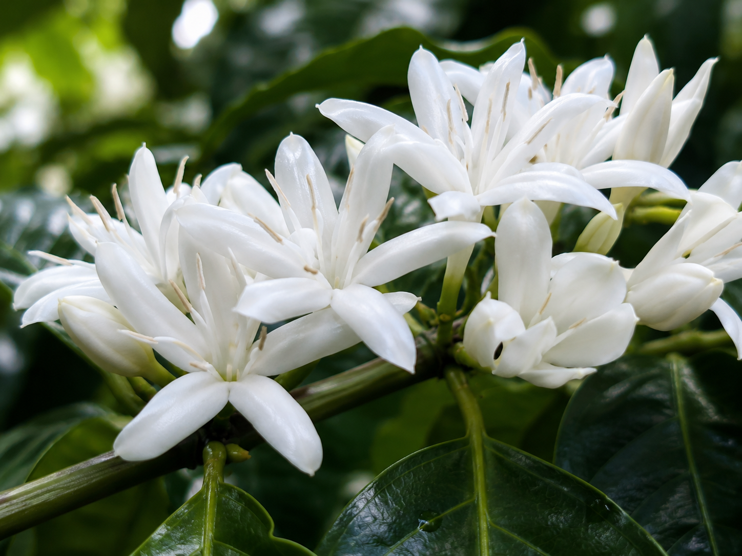 コーヒーノキの白い花。葉腋にまとまって咲く花が開花し、受粉前後の状態が見られる。