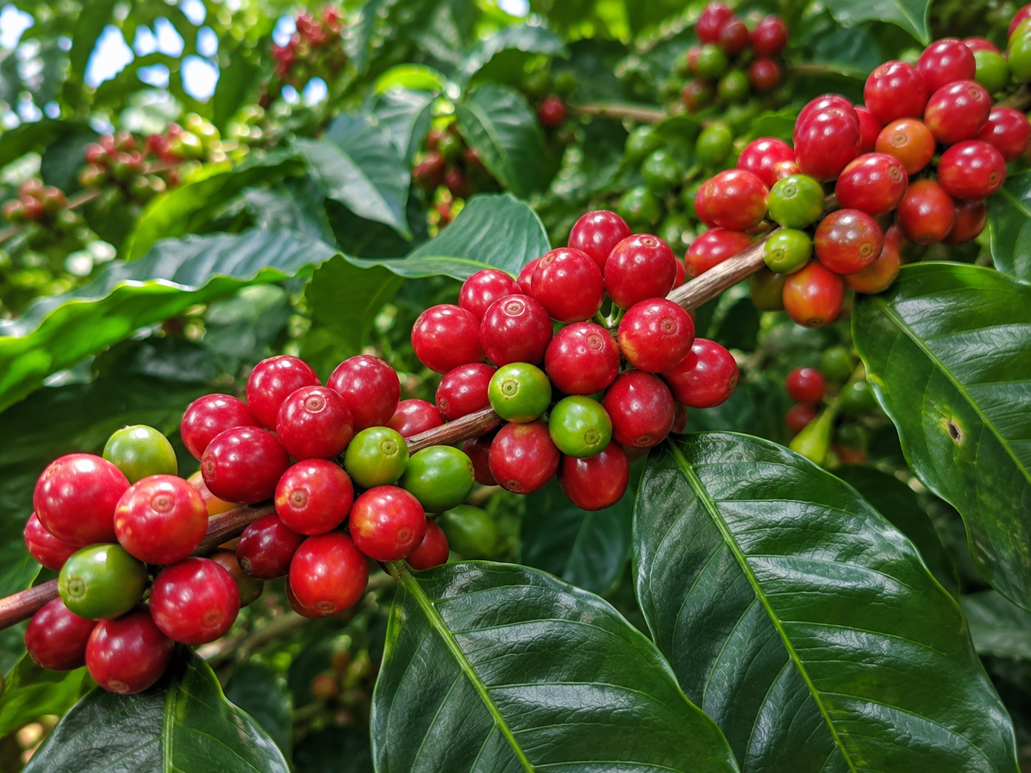 コーヒーノキの枝。収穫期を迎えた赤いコーヒーチェリーと、まだ成熟していない緑色の果実が同じ枝に実っている。