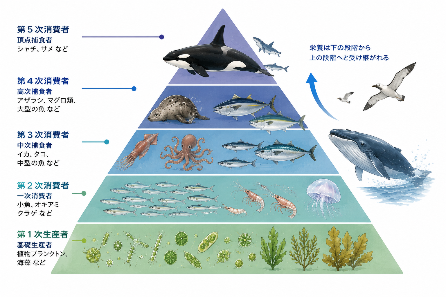 海洋生態系の食物連鎖を示したピラミッド型の図解。最下層に植物プランクトンや海藻、その上にオキアミや小魚、中層にイカやタコ、さらに大型魚やアザラシが配置され、最上層にはシャチが描かれている。海の生き物たちが食物連鎖によってつながる様子を分かりやすく表現している。