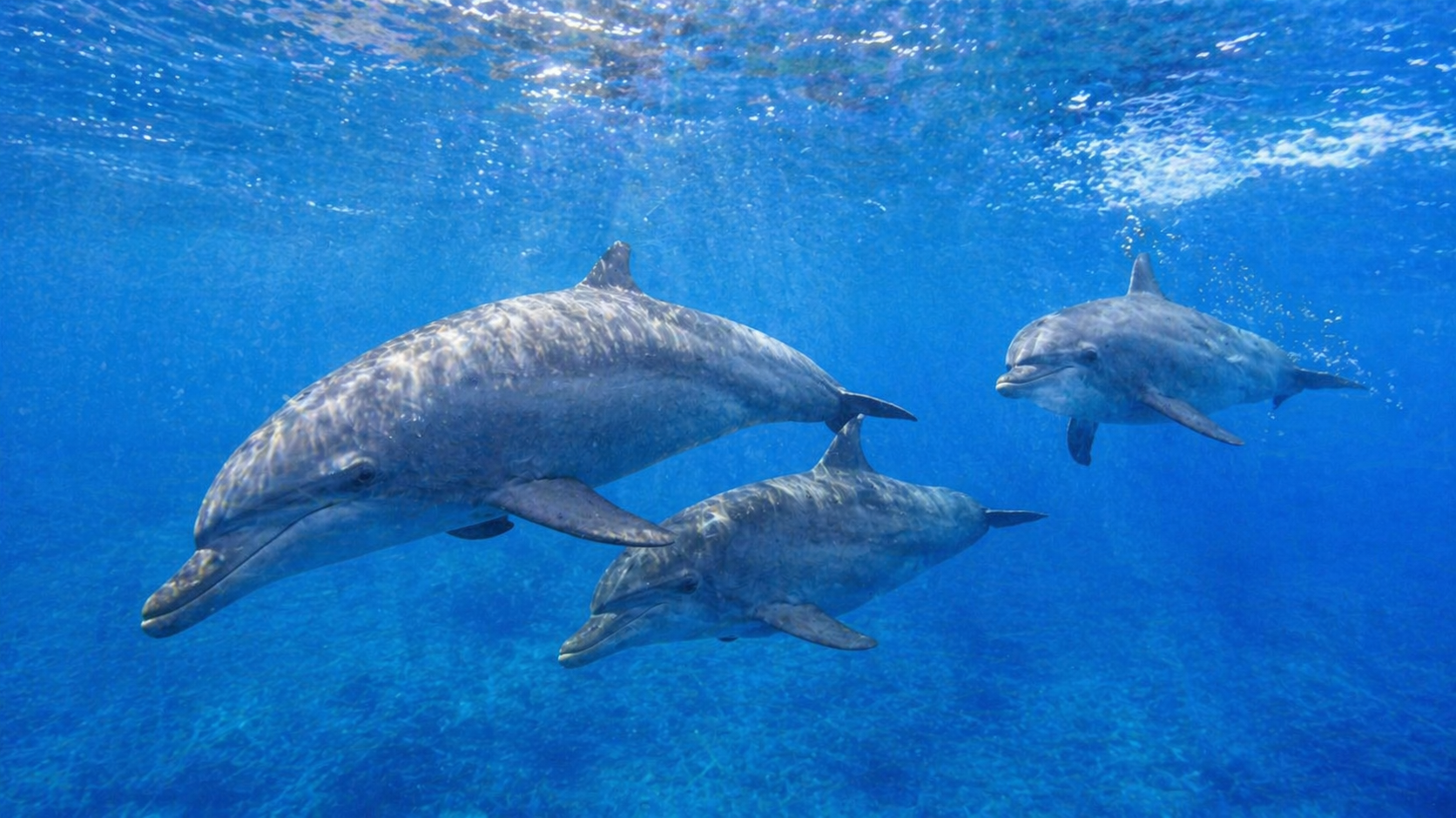 青い海中を3匹のイルカが並んで泳ぐ様子を横長構図で撮影した写真。光が差し込む水中で、滑らかな体と群れで移動する姿がはっきり見える。
