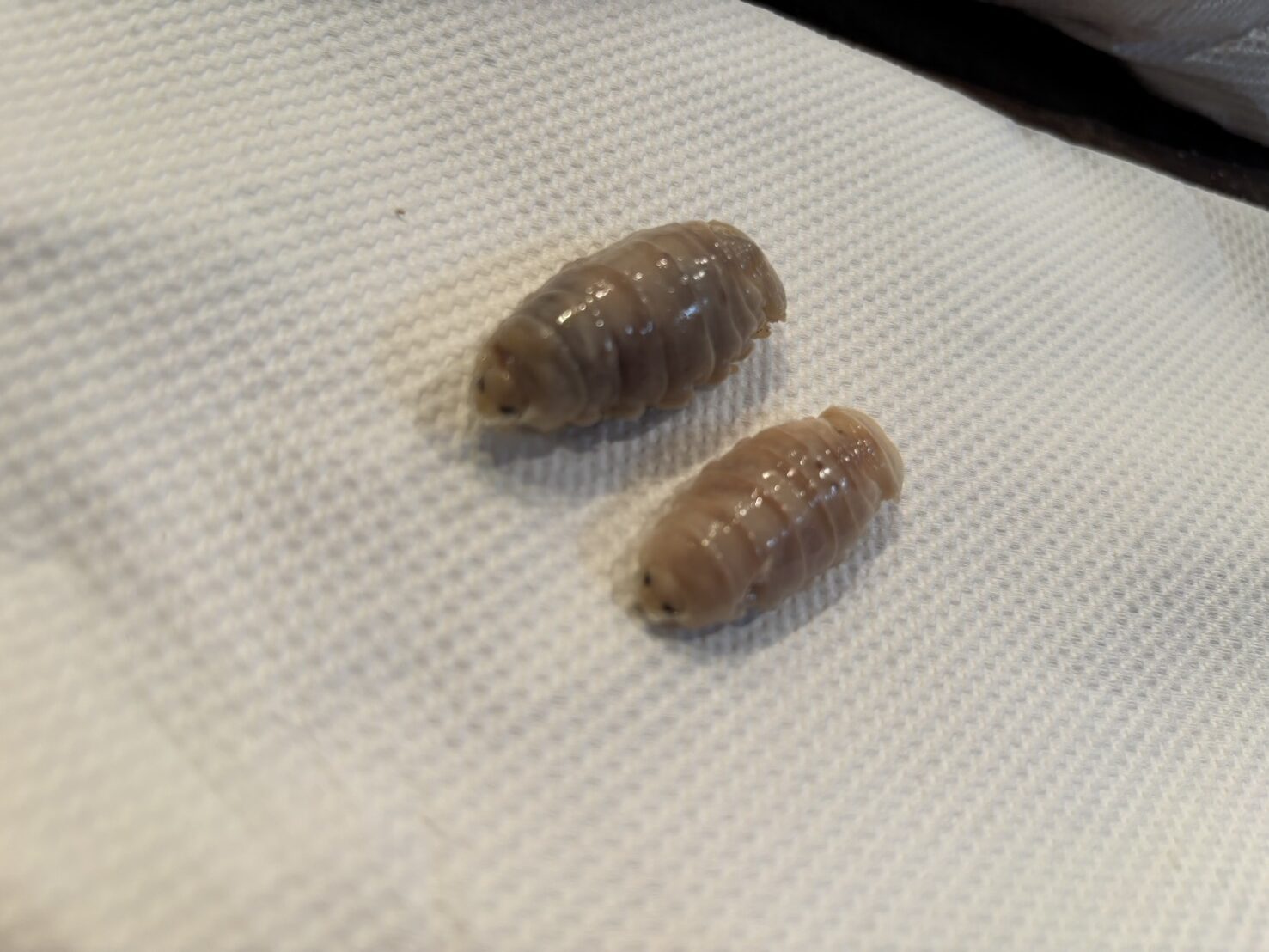 白い布の上に、茶色がかった半透明の小型ウオノエが2匹並んで置かれている写真。節状の甲殻と小さな黒い目が見える。