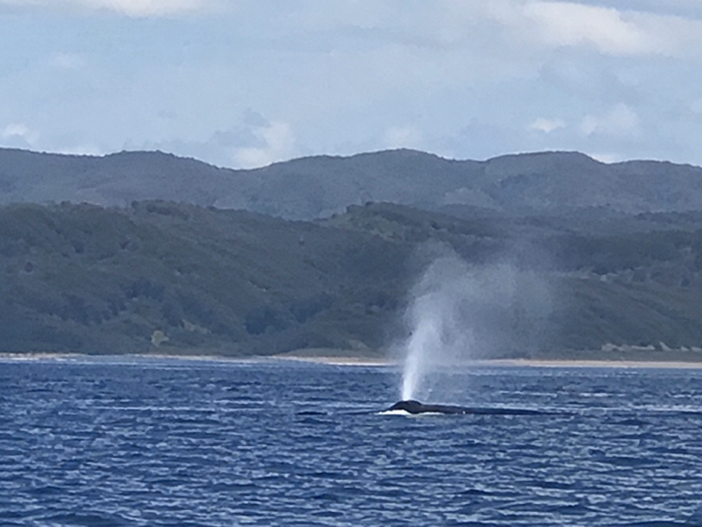海上でクジラが潮吹きをしている瞬間を、一般の撮影者が遠くからスマートフォンで撮影したような写真。波のある海と曇り空、奥には陸地の山並みが見える。