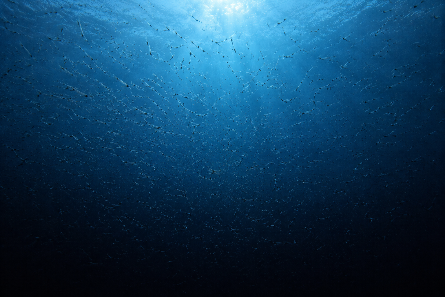 暗い海中に無数のオキアミの群れが漂い、上方から差し込む淡い光の中で小さなシルエットとして広がっている深海風景